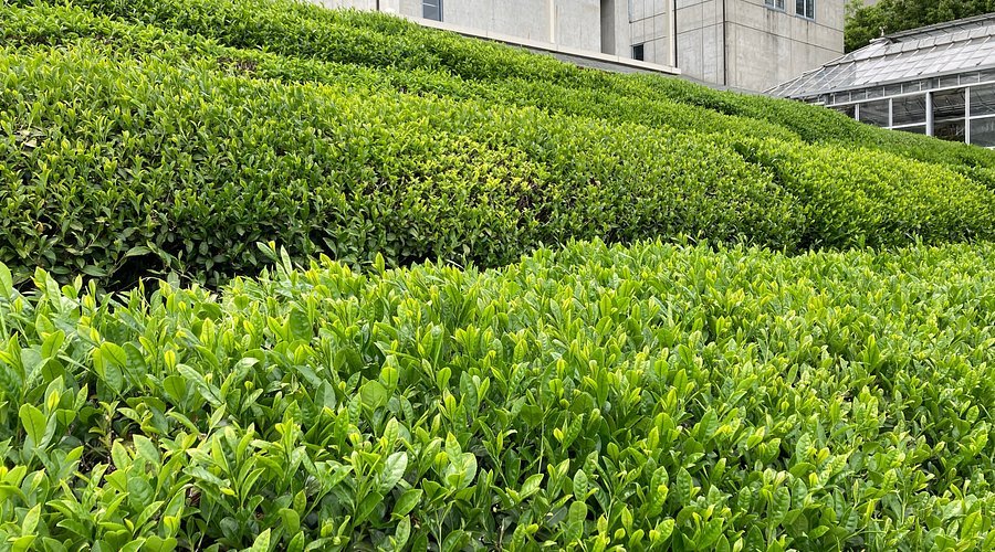 🍵 후쿠주엔 차 체험 공원 (후쿠주엔 CHA 익스피리언스 파크) 이미지 4